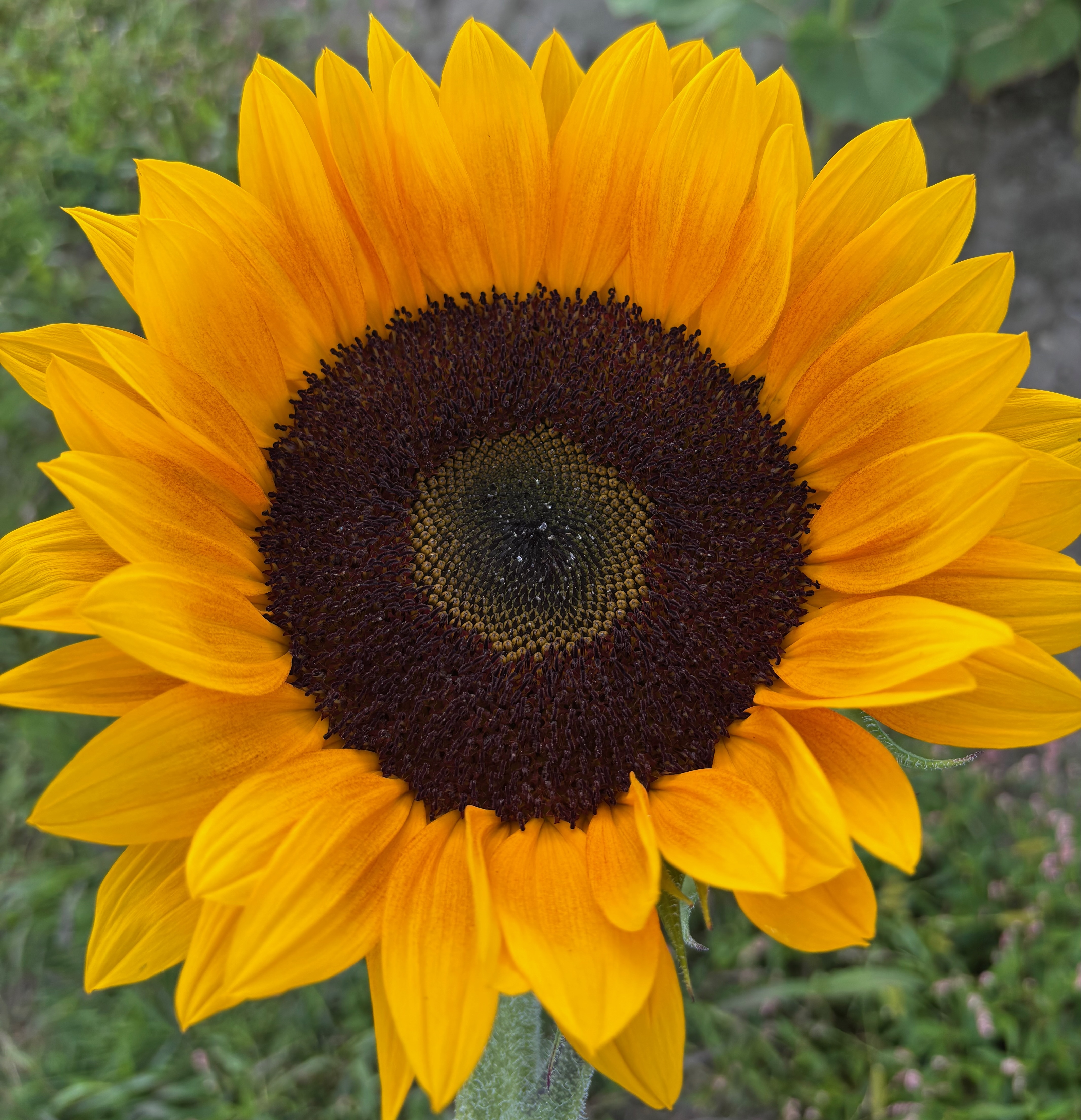 Sunflower
